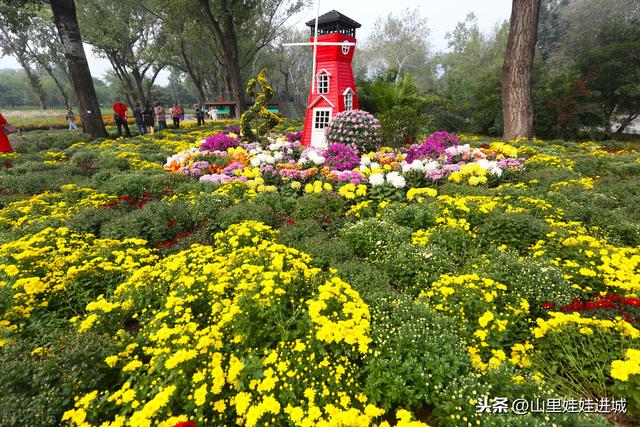 菊满梯田，时来看菊，菊桂有芳