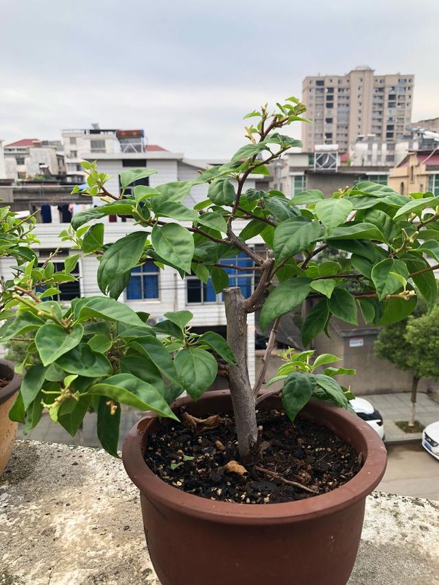 开花植物|三角梅用了“这方法”养，花期长达200天，花色鲜艳“变花园”