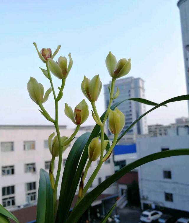 这几种花，香得“呛鼻子”，别放在卧室，一不小心就失眠