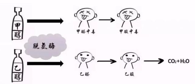 六旬大伯把“消毒液”当白酒喝下肚！30毫升高浓度甲醇就能致死，为何他喝了200多毫升还能救回来？