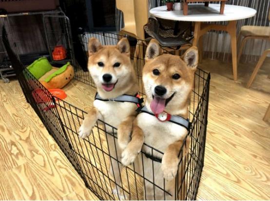 《向往》的两条狗怎么了？泪痕明显没活力，状态大不如前资讯早知道