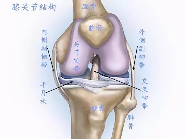 膝关节一活动，时不时传来“咔咔咔”的响声，需要治疗吗？