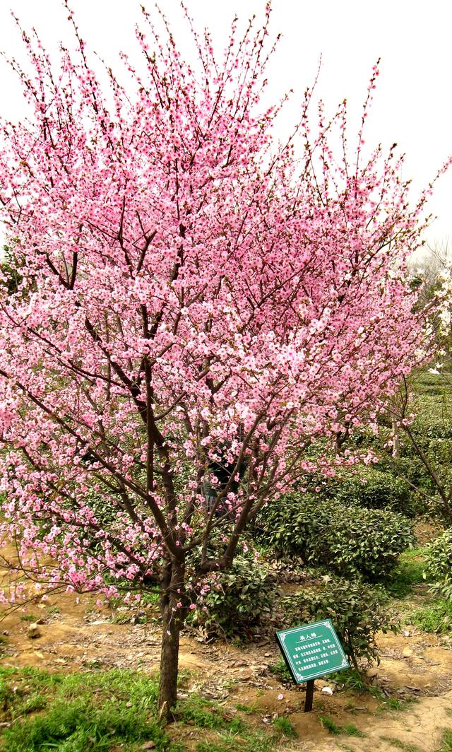 #约吗旅行#南京赏花图鉴：没去赏花的春天是不完整的！