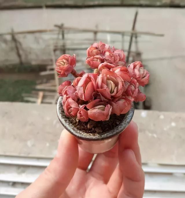 6种花儿，越小越值钱，养成盆景太惊艳