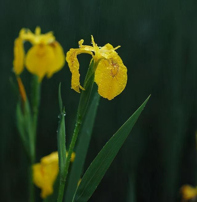 地被花卉篇——雨水花园里的植物们