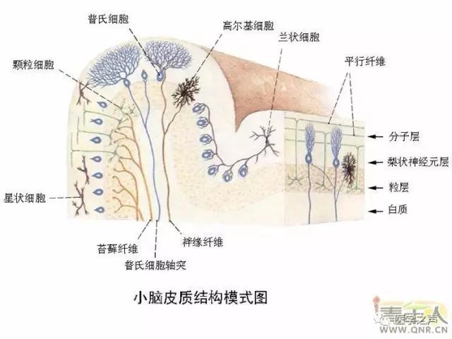 WoW，最全神经系统解剖图来了