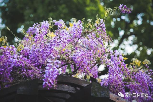 『玩乐足迹』去打卡!苏州园林紫藤花开,如梦的人间四月天来啦~