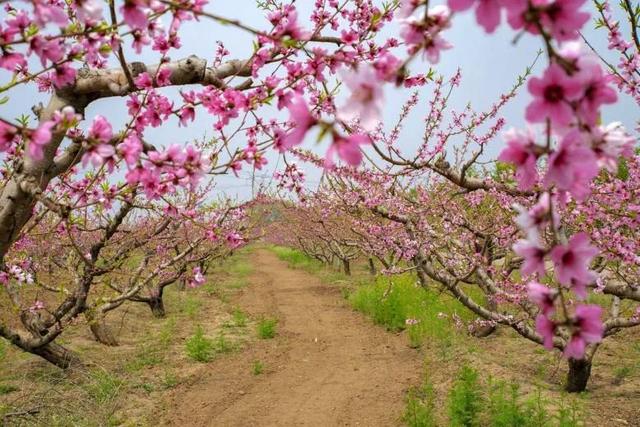 「旅行柚子君」云游通州 | 过把陶渊明的瘾!快节奏中的慢时光,城市里的世外桃源