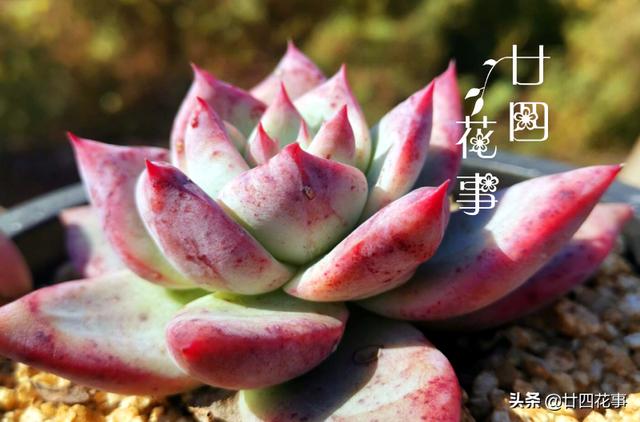“控养”多肉有条件，“3要5不要”，做对肥美，做错变瘦不长个