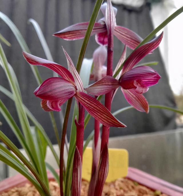 此兰花色红艳，花型大气，花开出架，是花迷喜爱的浓香品种