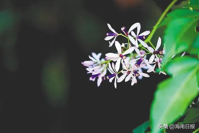 海南这些花，越看（闻）越有味道！试试你能认出多少？