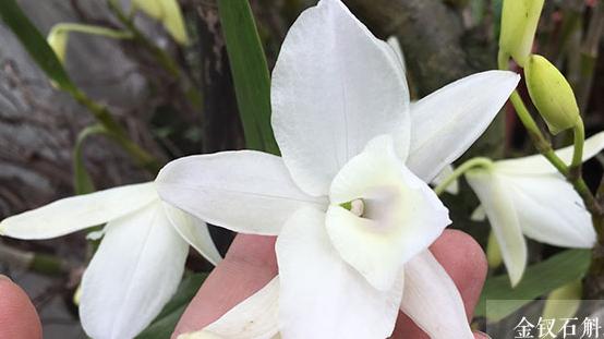 神农本草图经，薯蓣 菊花 甘草 人参 石斛 石龙芮