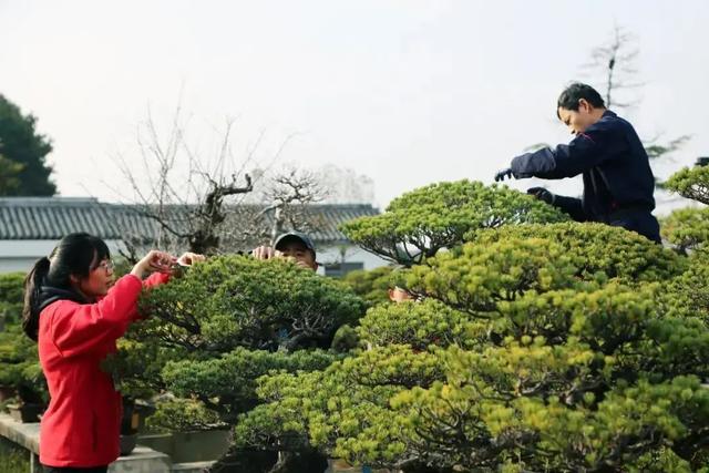 盆景|海派盆景接受法国电视台专访，来欣赏一下常驻“C位”的明星们吧