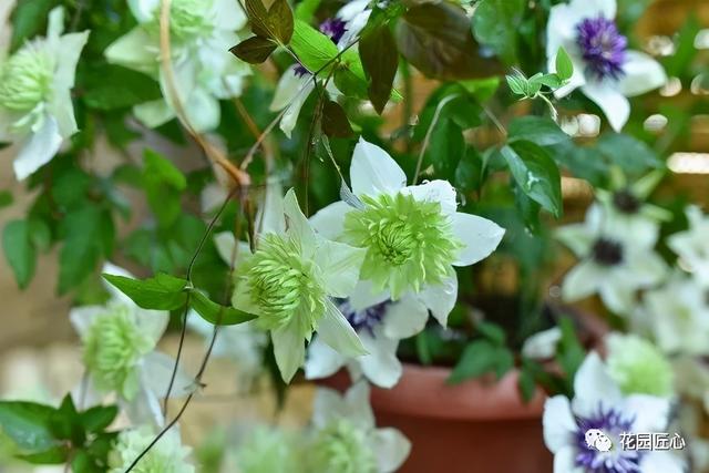 硬核开花机器，“铁线莲”来袭，绝对撞击你的心灵