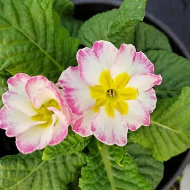 霜雪未尽悄然开，生机盎然报春来