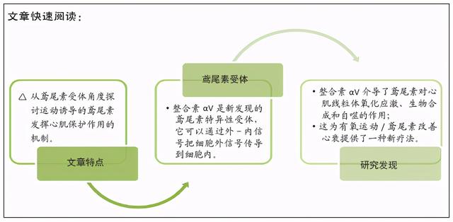 鸢尾素通过整合素αV受体对衰竭心脏的保护作用