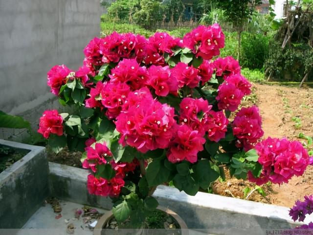 常常被低估的“四种花”，花期长达“小半年”，养一盆抵过10盆
