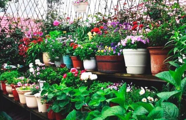 养花小窍门：学会淘米水正确用法，给植物"固本培元"正好