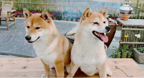 《向往》的两条狗怎么了？泪痕明显没活力，状态大不如前资讯早知道