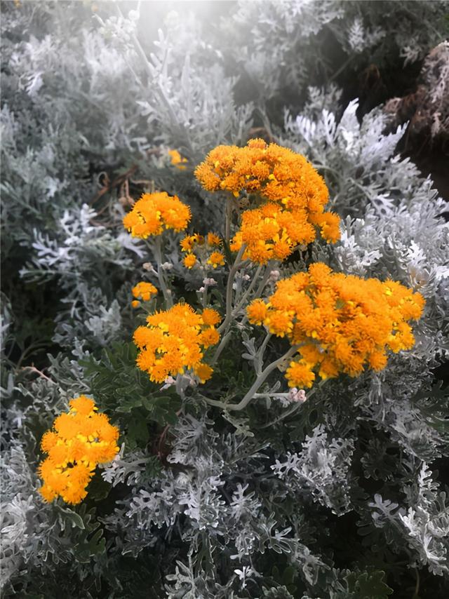 这种菊花很奇怪，叶子就像是枯萎一样，却能长出金黄色的花朵