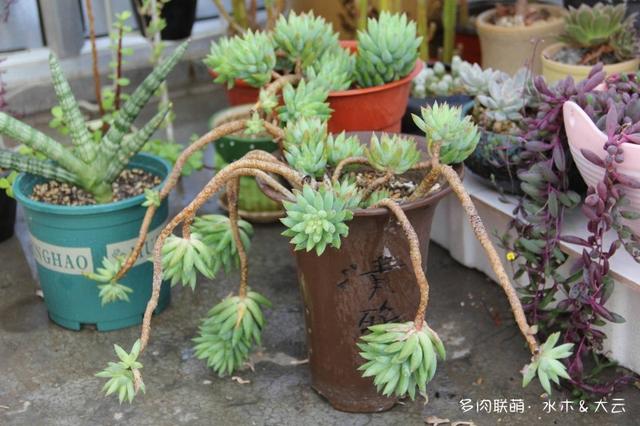 有朋自远方来，拔叶子乎