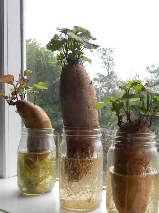 不用的生活用品，用来养花，再合适不过