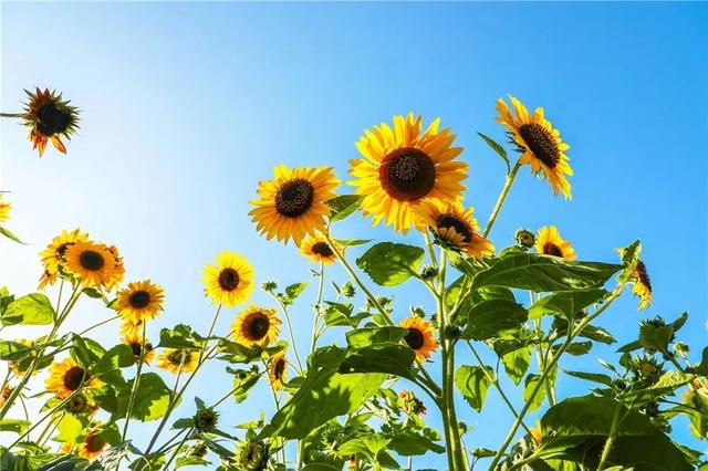 #旅行柚子君#刘公岛如此＂美味儿＂，让你明白什么才是真正的色香味俱佳～