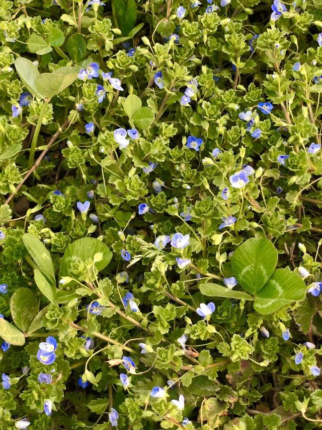 「旅行百事通」实名曝光西安这几个地方的春天，太美了…