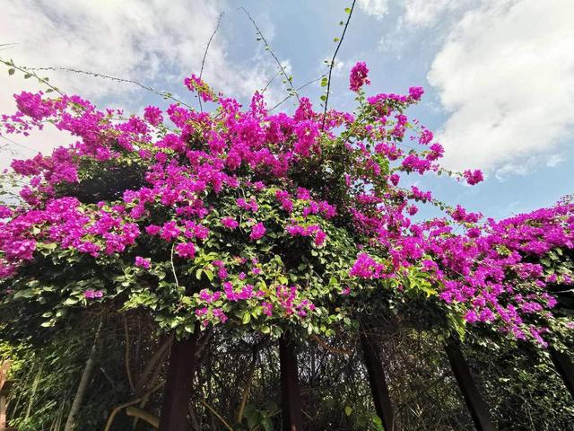 家有阳台的有福了，这4种藤本花放阳台，开花后秒变花海