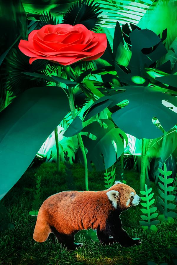 6400万超清画质如何？来看vivo S7拍出的“丛林秘境”