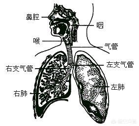 痰是什么？痰在什么位置？不同疾病引起的咳痰各有什么特点