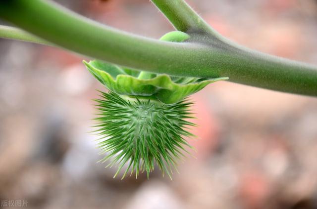 有一种剧毒的花，华佗用它创造了世界之最，“诸药不效”才可用