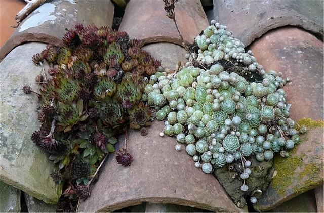 这4种多肉极为强悍，落叶之处即为生根之处，屋顶围墙均不放过