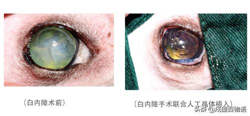 超级宝妈|小心毛孩子这些眼病 可能导致失明