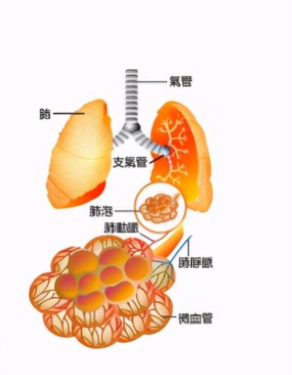 运气实用举例32 肺大（疱）泡不能治愈、不能自愈吗？