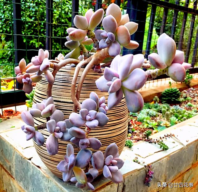 4种花，小苗“很便宜”，越养越“值钱”，聪明花友都喜欢