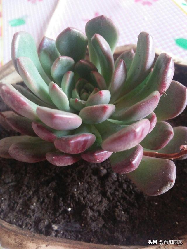 霜冻来了，北方地区要注意，多肉赶紧往家搬，小心冻成冰雕