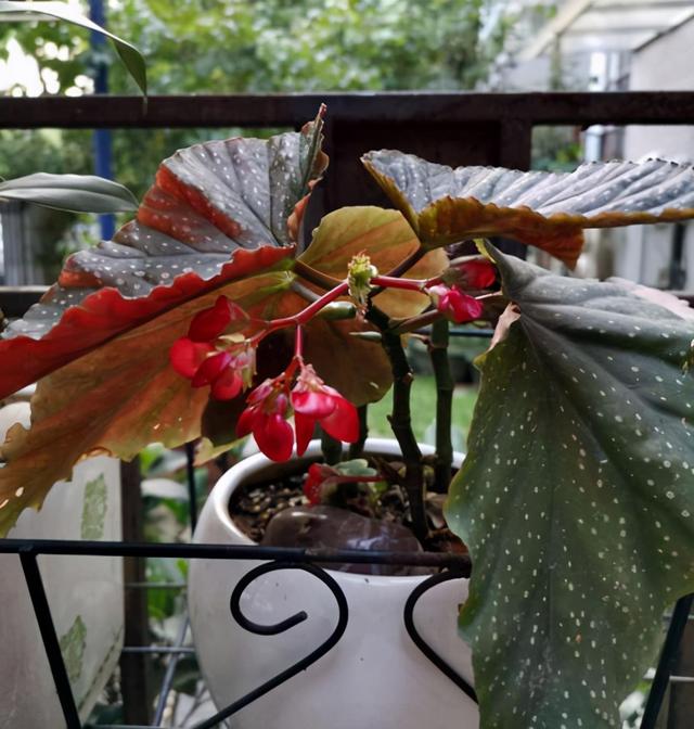 封闭阳台不能养花？才不是呢！选这几种，打造自己的小花园