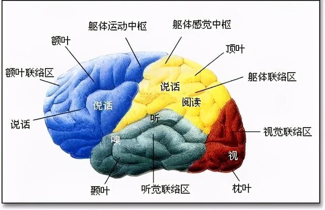 最新研究表明：吃太多，变太胖，真的可能变傻