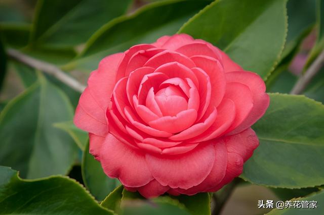 这5种花，冬天养一盆，天寒地冻照样开花