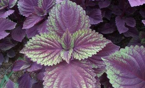 藿香|藿香与紫苏 芳香有妙用