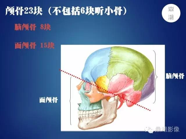 WoW，最全神经系统解剖图来了