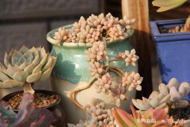 有朋自远方来，拔叶子乎