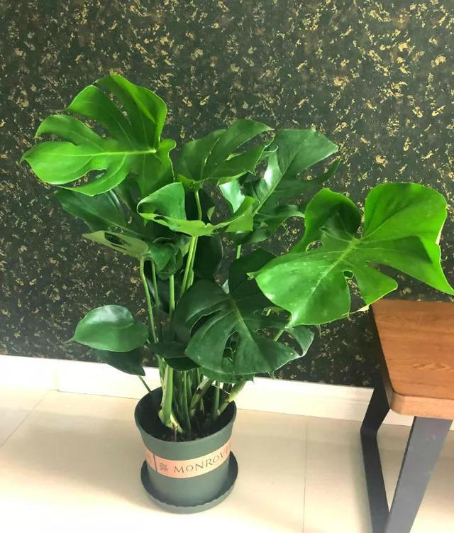 养了3年的龟背竹，冬天也给“浇点肥”，蹭蹭冒出4片新叶子