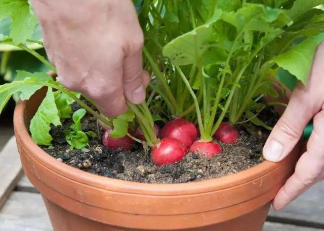 养花不如种菜，阳台种上4种菜，油绿漂亮，再冷不用出门买