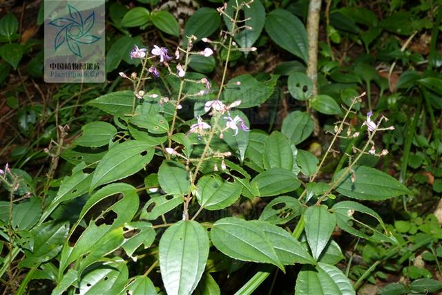 活血丹，见过吗？祛风利湿。治风湿性关节炎