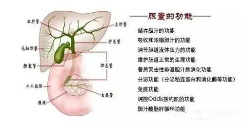 治胆结石没做好这些功课，可能要后悔一辈子