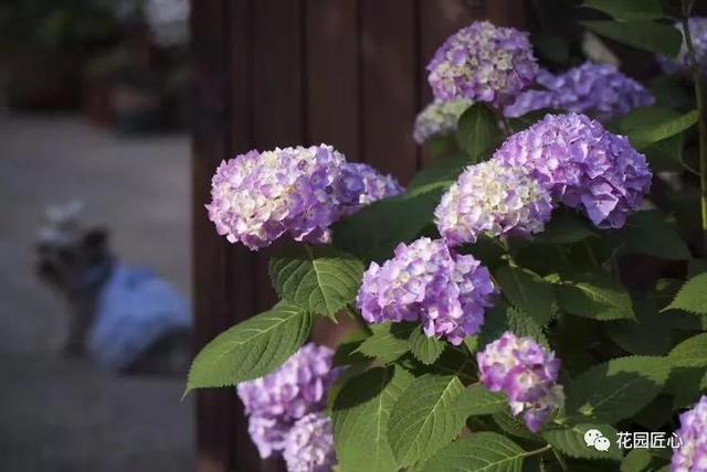 圆一个心中的花园梦……