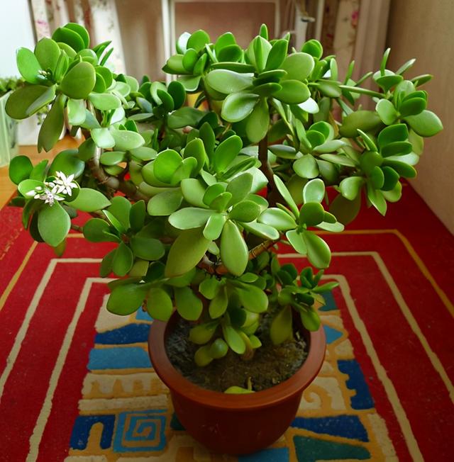 天冷养玉树盆栽，满足3条件，加速木质化成老桩