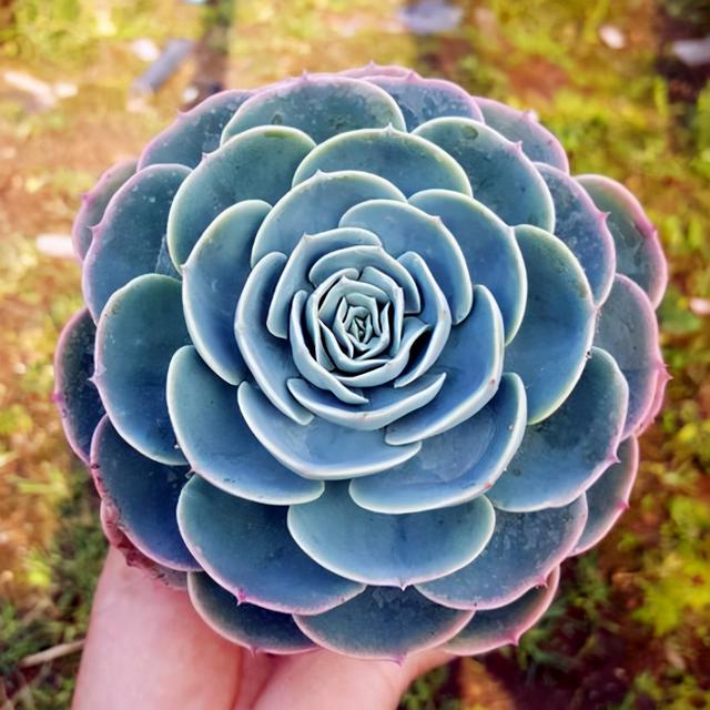 多肉玉蝶繁殖能力强，喜欢的人多，会养的却很少，你会吗？